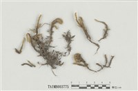 藏品(鈍葉擬平苔)的圖片